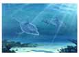 Atlantic Bottlenose Dolphin Poster