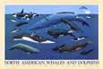 North American Whales and Dolphins