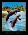 Dolphins