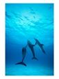 Atlantic Spotted Dolphins Underwater