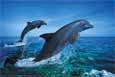 Bottlenose Dolphins