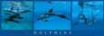 Dolphins