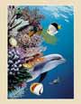 Dolphin's Reef