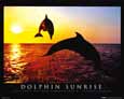 Dolphin Sunset