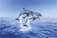 Dolphin Trio